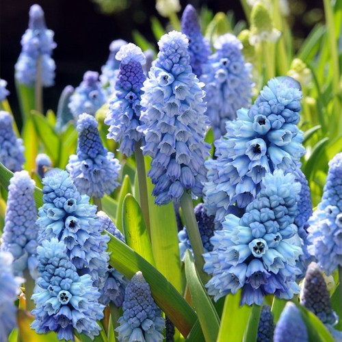 Muscari azureum - Taevasinine kobarhüatsint